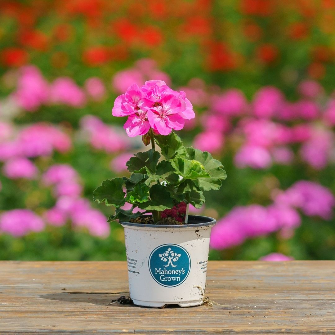 Geranium – Tango Deep Pink – 4″ Pot